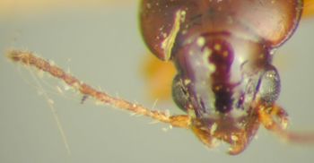 Media type: image;   Entomology 33060 Aspect: head dorsal view